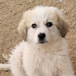 Roy - Colorado Mountain Dog puppy from Big Sky Acres