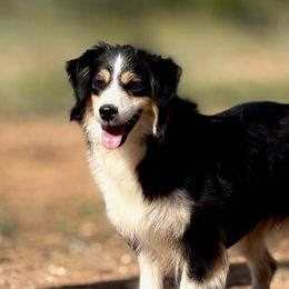 Stevie - Miniature American Shepherd