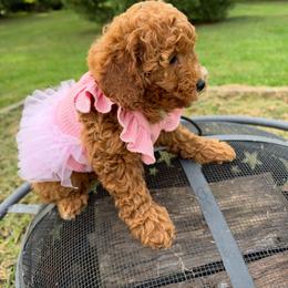 Amber - Red  female Goldendoodle puppy in Germantown, Maryland from Honey Blossom Doodles