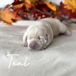 Teal - Yellow female Labrador Retriever puppy in Susanville, California from Bitterbrush Farm & Apiary