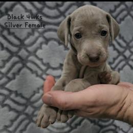 Black Collar - Silver gray female Weimaraner puppy in Indiana from So-IN Weimaraner's