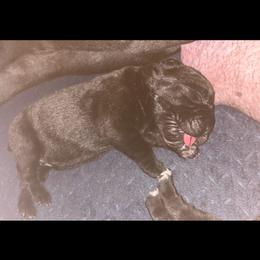Boy 1 - Black male Cane Corso puppy in Douglasville, Georgia from Palazzo Cane Corso