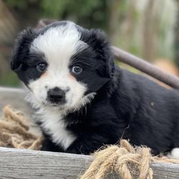Rhett - Black tri male Miniature Australian Shepherd puppy in Wesley Chapel, Florida from August Oaks Aussies