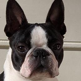 Boston Terrier puppies from Whispering Willows