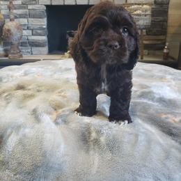 Pink Girl - Brown female Cocker Spaniel puppy in Howell, Michigan from Robbin's Treasures