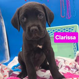 Clarissa - Black female Cane Corso puppy in Princeton, Minnesota from God Of War Cane Corso