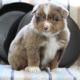 Diamond - Red merle female Australian Shepherd puppy in Quapaw, Oklahoma from Rocky Hill Aussies