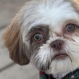 Poodles and Shih Tzus from PureBreedsKC