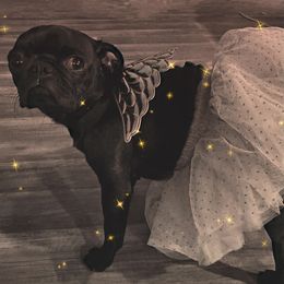 Pugs from Manistee Farms