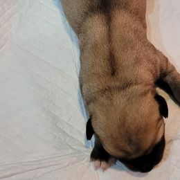 Mystique - Anatolian Shepherd Dog puppy in Berkeley County, West Virginia from Reich Anatolians and Friends
