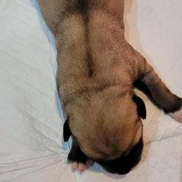 Mystique - Anatolian Shepherd Dog puppy in Berkeley County, West Virginia from Reich Anatolians and Friends