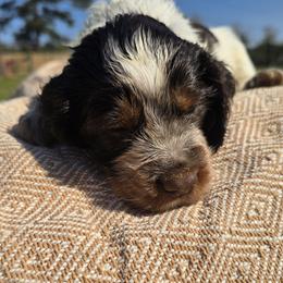 Ranier - Liver and white male English Springer Spaniel puppy in Hephzibah, Georgia from Sidel's Springers