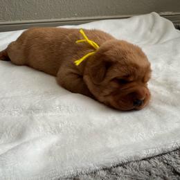 Yellow boy - Yellow male Labrador Retriever puppy in Big River, California from Cozy Acres Farm Labradors