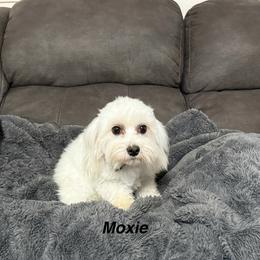 Moxie - Coton de Tulear
