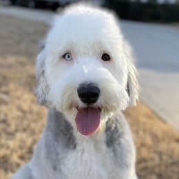 Assorted Doodle Crosses, Old English Sheepdogs, and Poodles from Everyone Loves Doodlez