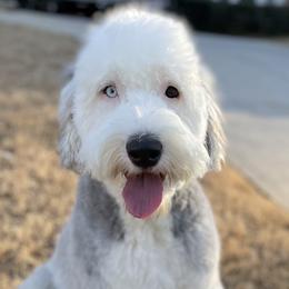 Assorted Doodle Crosses, Old English Sheepdogs, and Poodles from Everyone Loves Doodlez