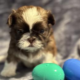 North - Liver and white male Shih Tzu puppy in Sharon, Pennsylvania from Keystone Danes and Shih tzus