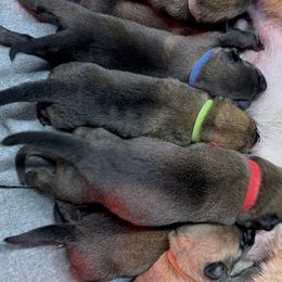 Girl 2 - Belgian Malinois puppy from Maricopa Malinois