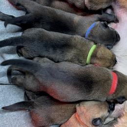Girl 2 - Belgian Malinois puppy from Maricopa Malinois