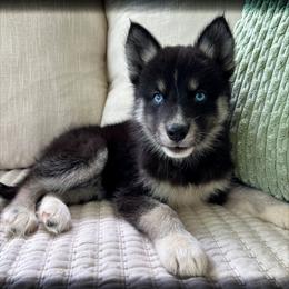 Zoe - Black and white female Siberian Husky puppy in Union Grove, Alabama from Southern Siberian Life