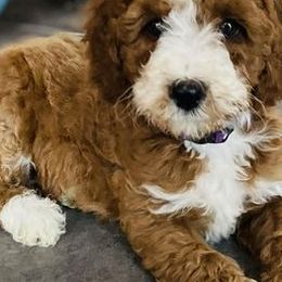 Goldendoodles from Posh Doodles of VA