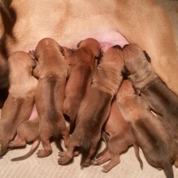 Rhodesian Ridgeback Puppies from Lower Ridge Farm