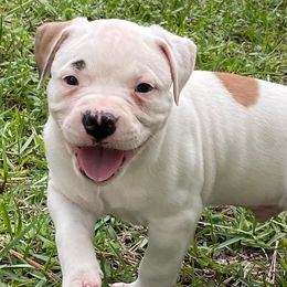 American Bulldogs from Kenney’s Farms