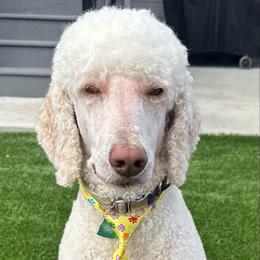 Rio - Goldendoodle