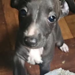 Girl 1 - Seal female Italian Greyhound puppy in Phillips, Maine from Maplewood Italian Greyhounds