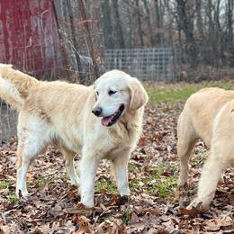 Golden Retriever All Grown Up from Highlander's Goldens of Howell