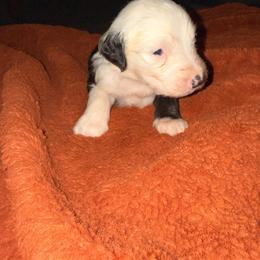 Mac - Black and white male Old English Sheepdog puppy in Acton, California from Fab OES