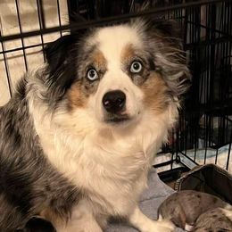 Miniature Australian Shepherds from D’Souza Aussies