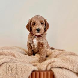 Pick 2 - Petite Female - Apricot female Goldendoodle puppy in Madisonville, Kentucky from Carlie and Co. Goldendoodles
