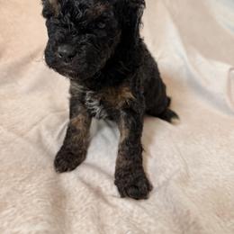 Cockapoo and Goldendoodle Puppies from Jax Doodles