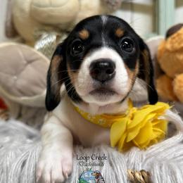 Juno - Piebald female Dachshund puppy in Fayetteville, West Virginia from Loop Creek Dachshunds
