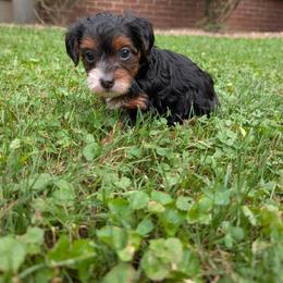 Thursday - Black and tan female Yorkipoo puppy in Coshocton, Ohio from Forever Family Puppies