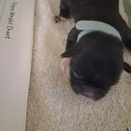 Boy 1 - Chocolate male Shih Tzu puppy in Lake Worth, Florida from Shih Tzu Cottage