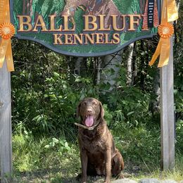 Chesapeake Bay Retriever puppies from Ball Bluff Kennel