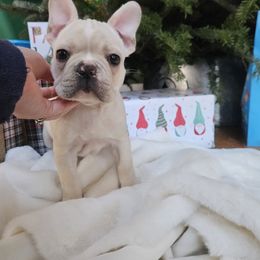 French Bulldog Puppies from Electric City Frenchies