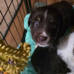 Kubo - Red tri-color male Miniature American Shepherd puppy in Vancouver, Washington from BonDrew's Miniature American Shepherds