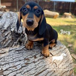 Joey - Black and tan male Dachshund puppy in Royse City, Texas from Truehearted Miniature Dachshunds