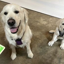 Golden Retriever Puppies from English Creamery Golden Retrievers