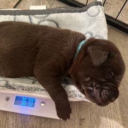 Light Blue Boy - Chocolate male Labrador Retriever puppy in Rock Hill, South Carolina from North Star Retrievers