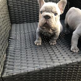French Bulldog Puppies from NeighborHood Frenchies