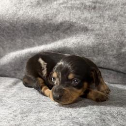 Coffee - Dapple male Dachshund puppy in Live Oak, Florida from Johnson’s Weiner Farm