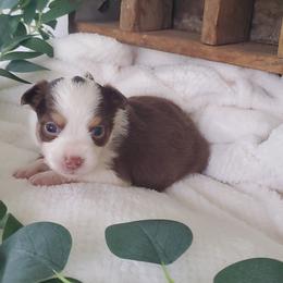 Miniature Australian Shepherd Puppies from Barnyard Mini Aussies