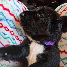 Girl 8 - Black and white female Basset Hound puppy in Shelbyville, Michigan from Buck Wild 4 Bassets