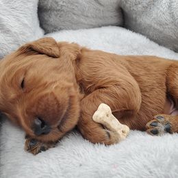 Goldendoodle Puppies from Rustic Road Doodles