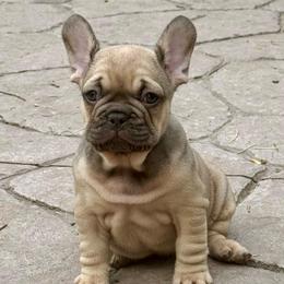 Gus from OFA'd Parents - Fawn male French Bulldog puppy in Billings, Montana from Yellowstone Frenchies