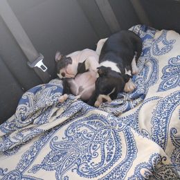 Boston Terrier Puppies from I Love Pups